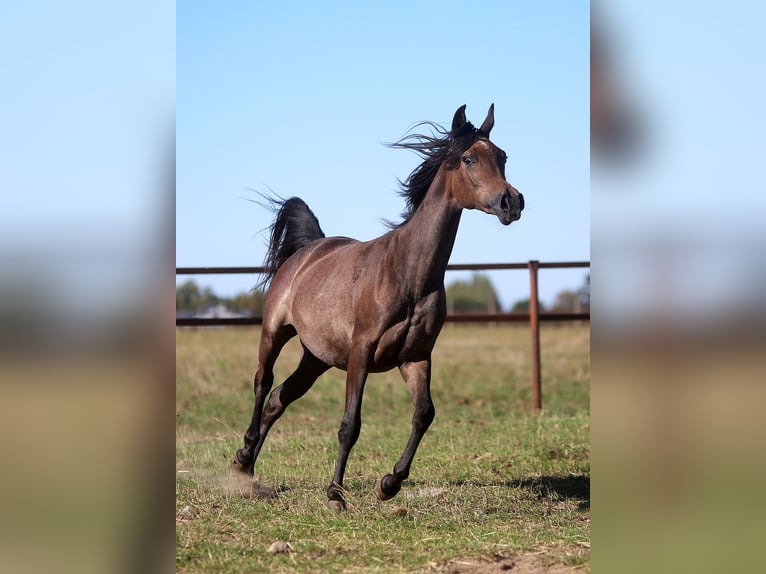 Arabian horses Mare 1 year Grey in Stryk&#xF3;w