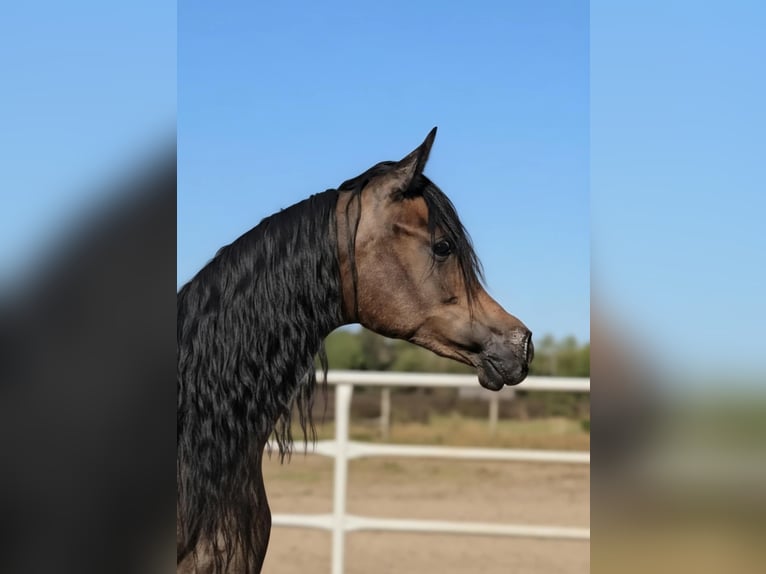 Arabian horses Mare 1 year Grey in Stryk&#xF3;w