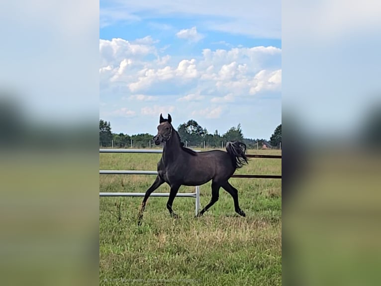 Arabian horses Mare 1 year Grey in Stryk&#xF3;w