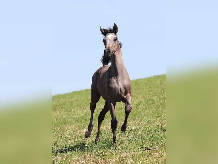 Arabian horses Mare 1 year Grey in Wallsee