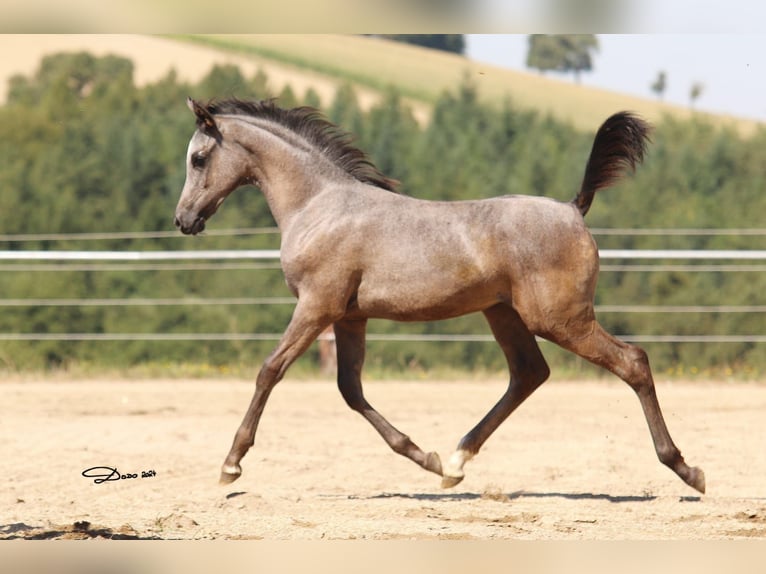 Arabian horses Mare 1 year Grey in Wallsee