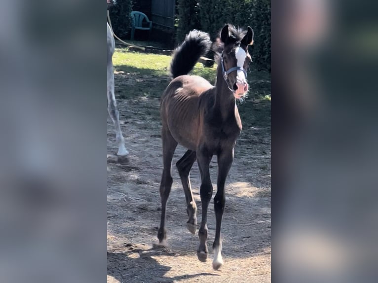 Arabian horses Mare 1 year Grey in cairate