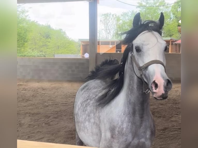 Arabian horses Mare 1 year Grey in cairate