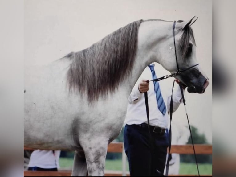 Arabian horses Mare 1 year Grey in cairate
