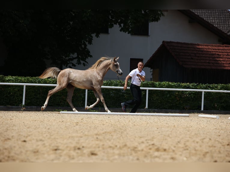 Arabian horses Mare 1 year Grey in Reichraming