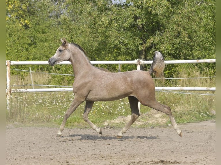 Arabian horses Mare 1 year Grey in Lodz