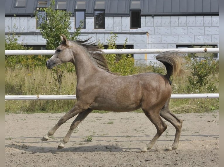 Arabian horses Mare 1 year Grey in Lodz