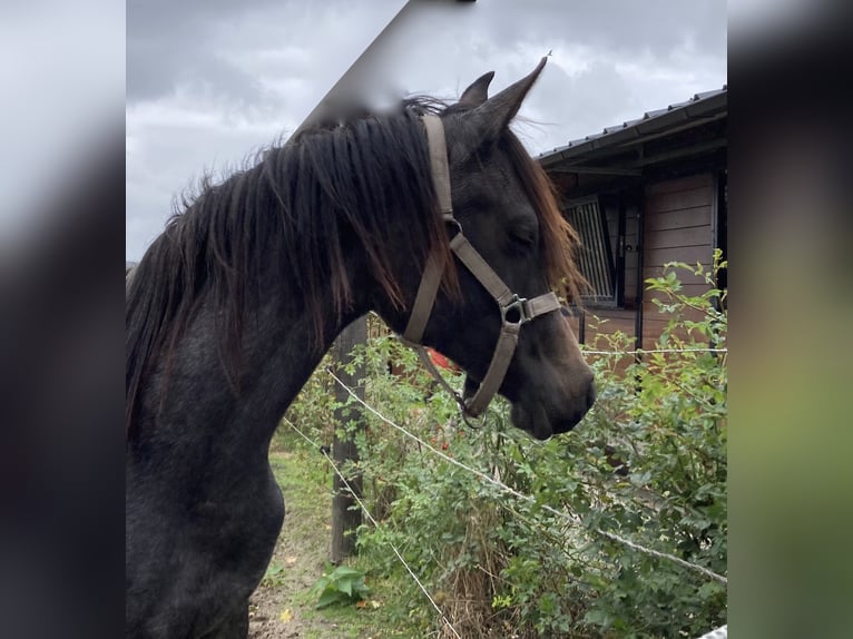 Arabian horses Mare 1 year in VraseneBeveren Zwjndrecht Kruibeke