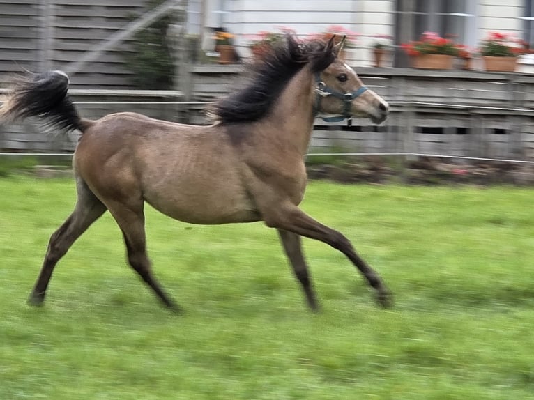 Arabian horses Mare 1 year Roan-Bay in Sint-Gillis-Waas