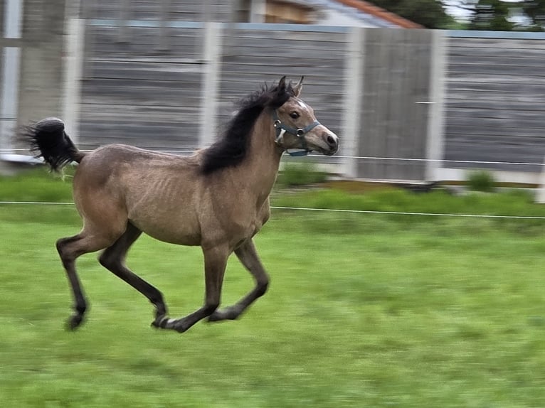 Arabian horses Mare 1 year Roan-Bay in Sint-Gillis-Waas