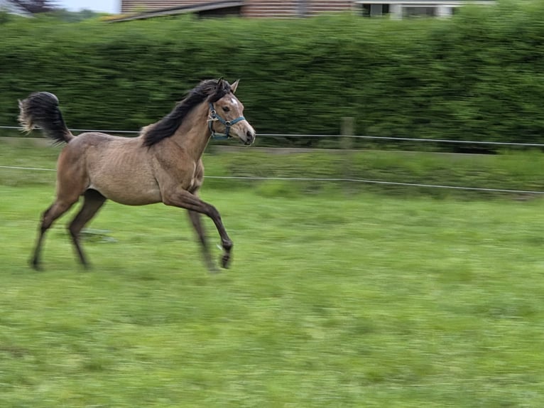 Arabian horses Mare 1 year Roan-Bay in Sint-Gillis-Waas