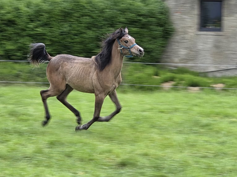 Arabian horses Mare 1 year Roan-Bay in Sint-Gillis-Waas