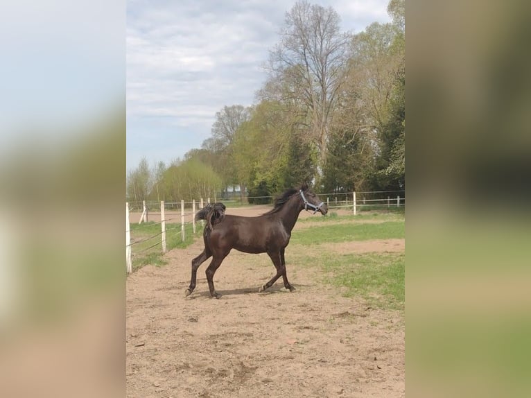 Arabian horses Mare 1 year Smoky-Black in Przechlewo
