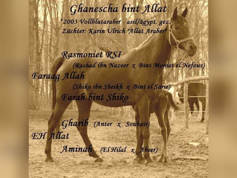 Arabian horses Mare 20 years 14,3 hh Bay-Dark in Neustadt-Glewe