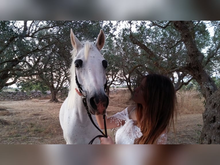 Arabian horses Mare 20 years Grey-Fleabitten in Spongano