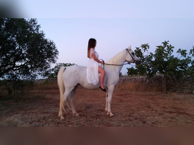 Arabian horses Mare 20 years Grey-Fleabitten in Spongano