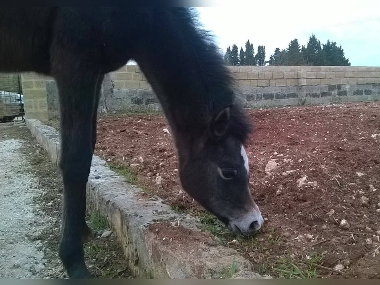 Arabian horses Mare 20 years Grey-Fleabitten in Spongano