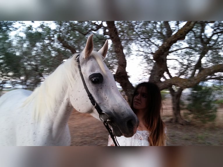 Arabian horses Mare 20 years Grey-Fleabitten in Spongano