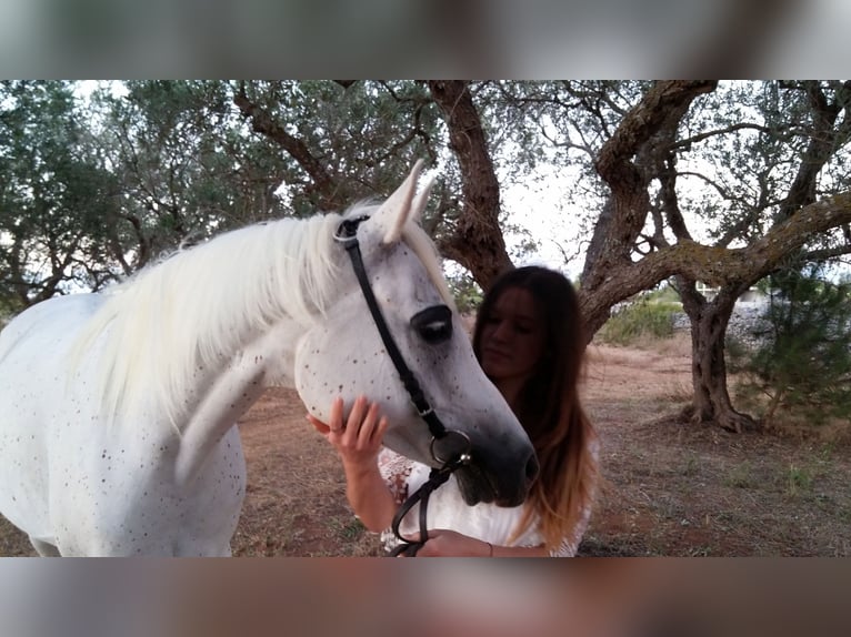 Arabian horses Mare 20 years Grey-Fleabitten in Spongano