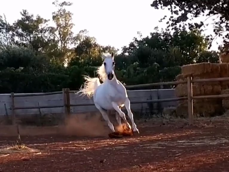 Arabian horses Mare 20 years Grey-Fleabitten in Spongano
