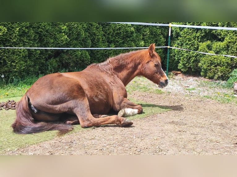 Arabian horses Mare 23 years 14,1 hh Chestnut-Red in Mengen