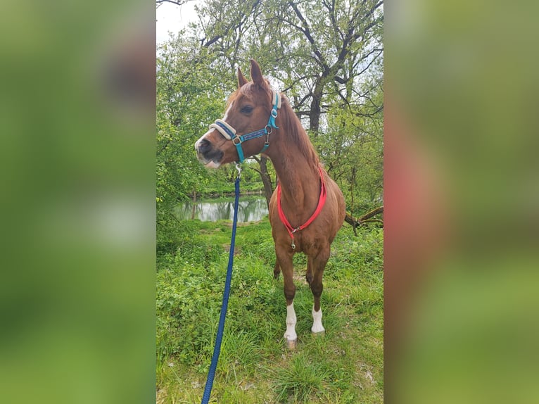 Arabian horses Mare 23 years 14,1 hh Chestnut-Red in Mengen