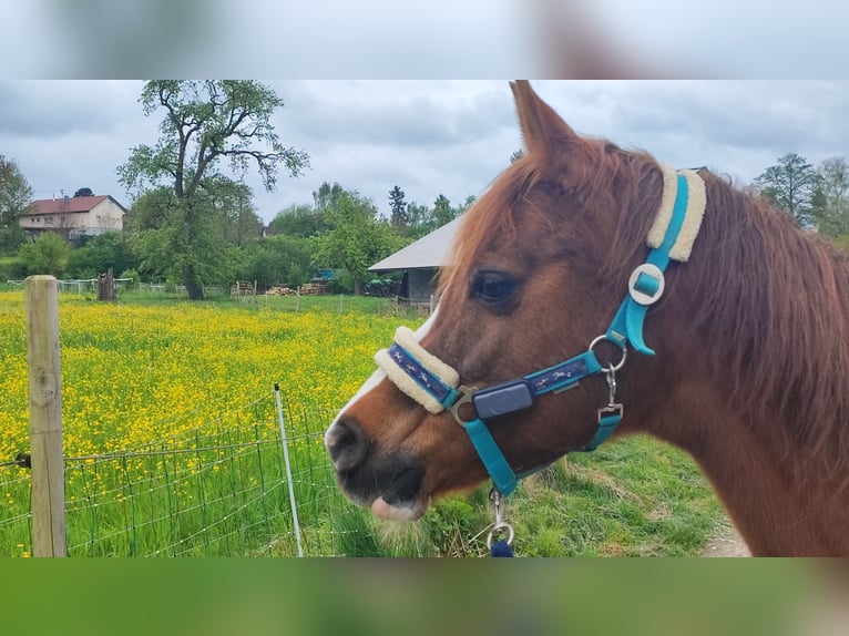 Arabian horses Mare 23 years 14,1 hh Chestnut-Red in Mengen