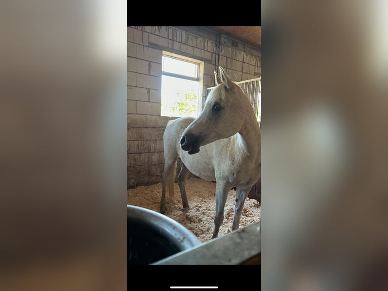 Arabian horses Mare 23 years 14,1 hh Gray-Fleabitten in Schweppenhausen