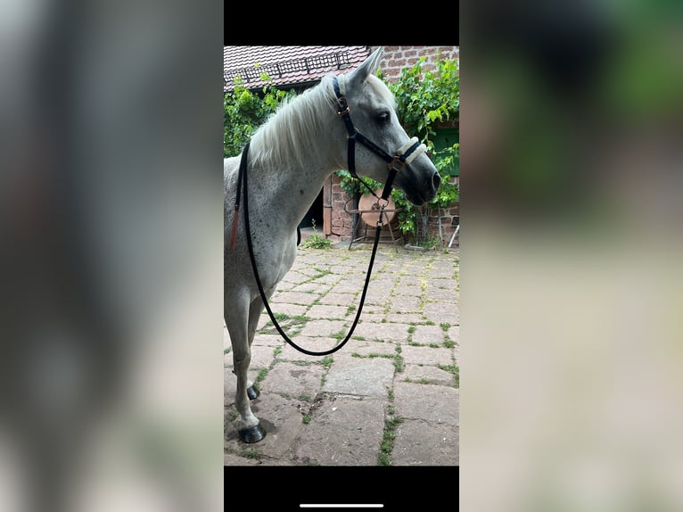 Arabian horses Mare 23 years 14,1 hh Gray-Fleabitten in Schweppenhausen