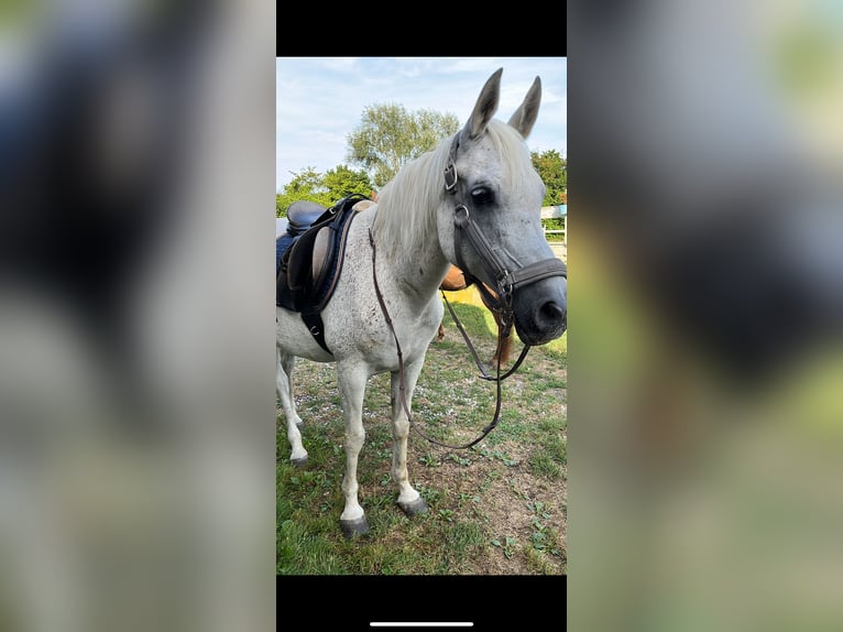 Arabian horses Mare 23 years 14,1 hh Gray-Fleabitten in Schweppenhausen