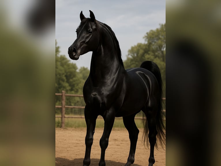Arabian horses Mare 24 years 14,2 hh Brown in New York