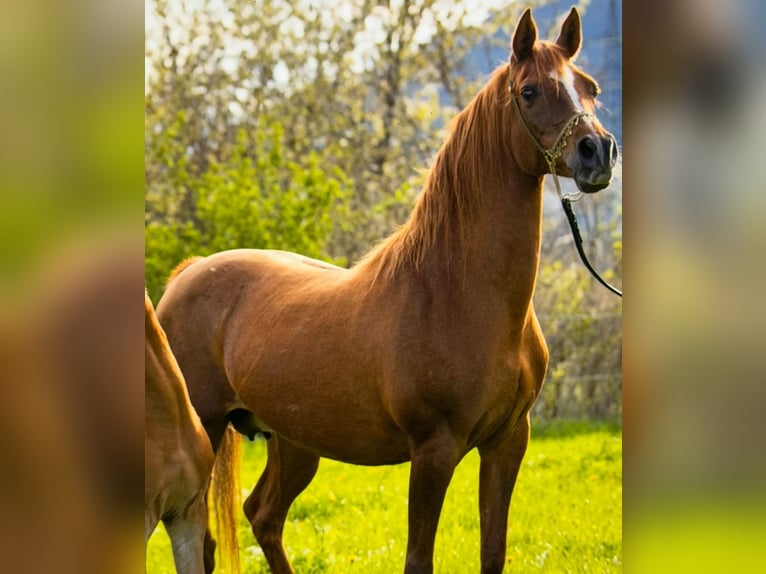 Arabian horses Mare 25 years 14.2 hh Chestnut-Red in Riegersburg