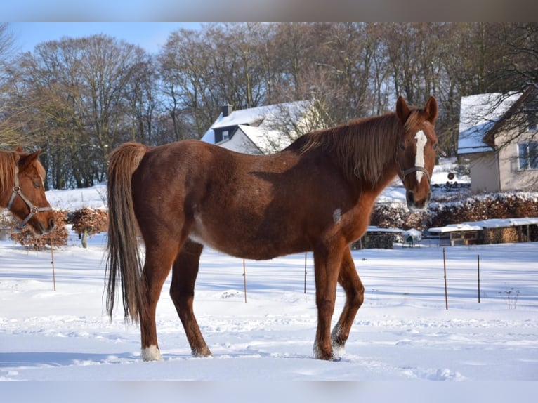 Arabian horses Mare 29 years 15,2 hh Chestnut-Red in Willingshausen