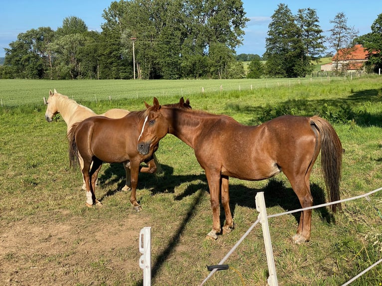 Arabian horses Mare 29 years 15,2 hh Chestnut-Red in Willingshausen