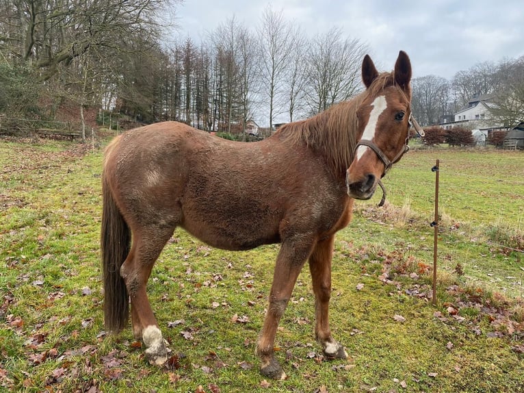 Arabian horses Mare 29 years 15,2 hh Chestnut-Red in Willingshausen