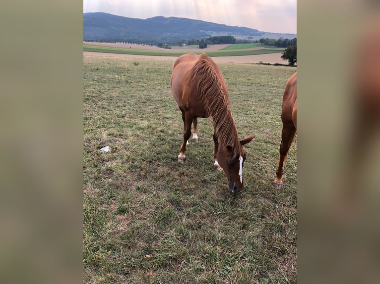 Arabian horses Mare 29 years 15,2 hh Chestnut-Red in Willingshausen