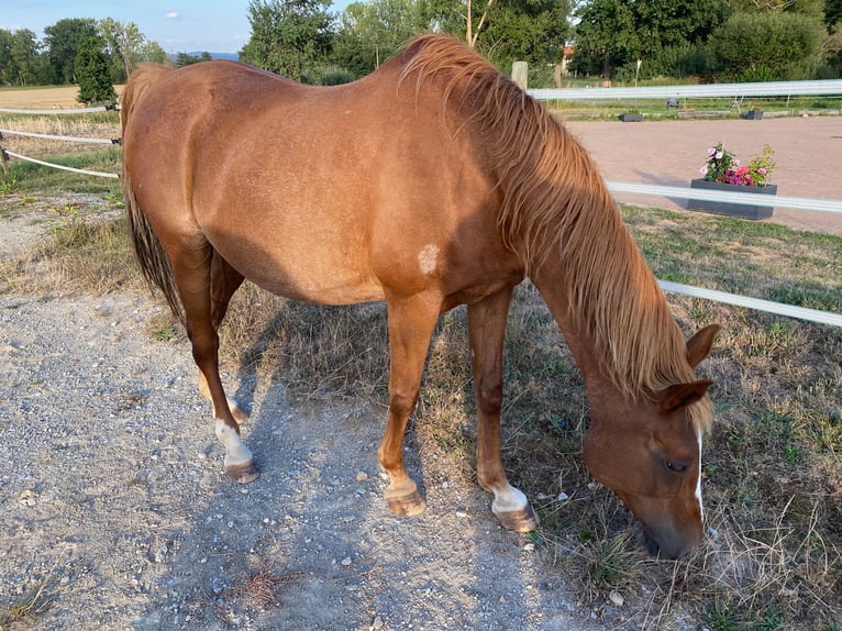 Arabian horses Mare 29 years 15,2 hh Chestnut-Red in Willingshausen