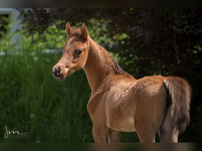 Arabian horses Mare 2 years 12,3 hh Brown in Söll