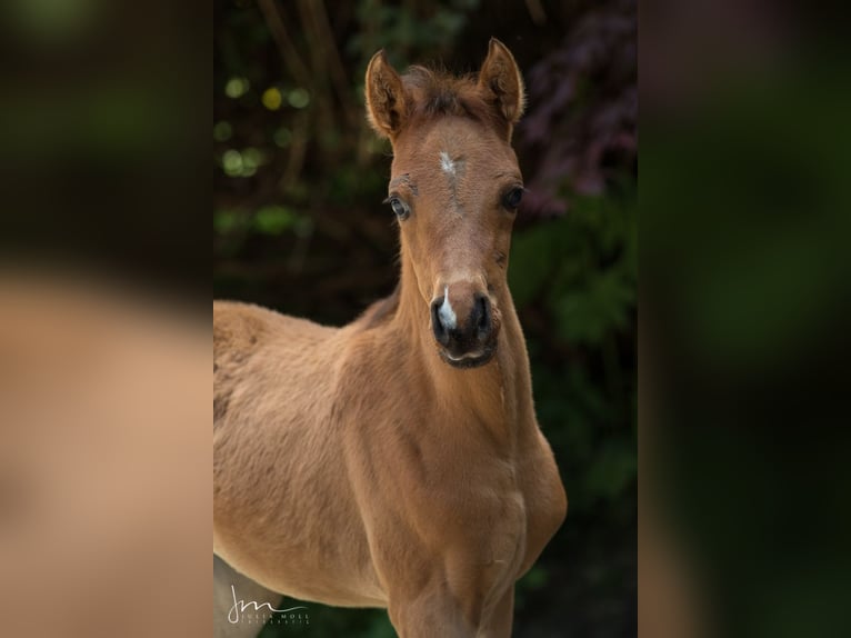 Arabian horses Mare 2 years 12,3 hh Brown in Söll