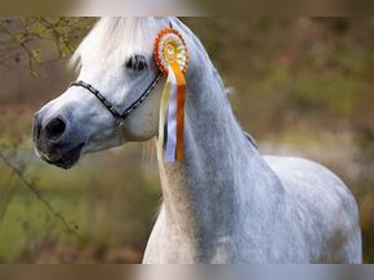 Arabian horses Mare 2 years 13,1 hh Can be white in Rieden