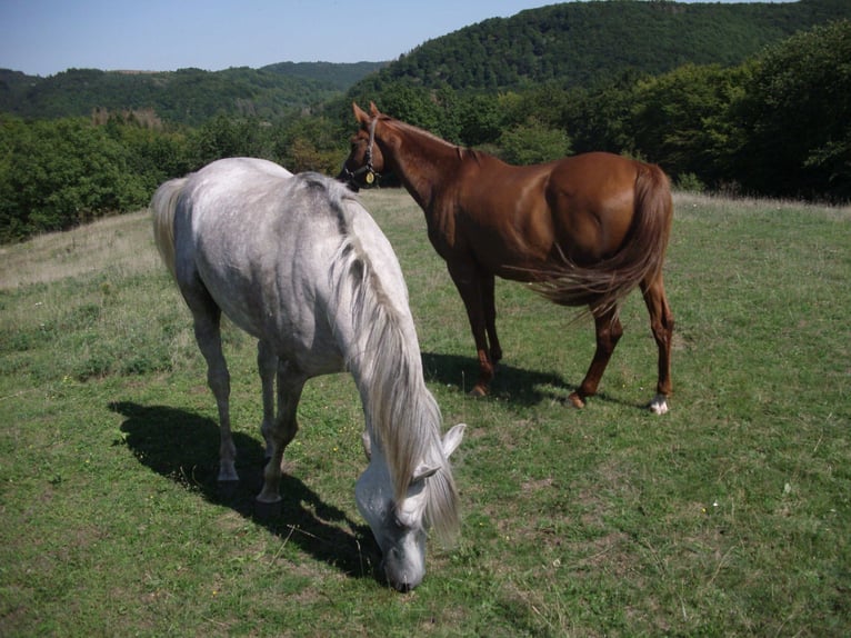Arabian horses Mare 2 years 13,1 hh Can be white in Rieden