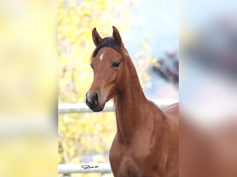 Arabian horses Mare 2 years 13,3 hh Brown in S&#xF6;ll