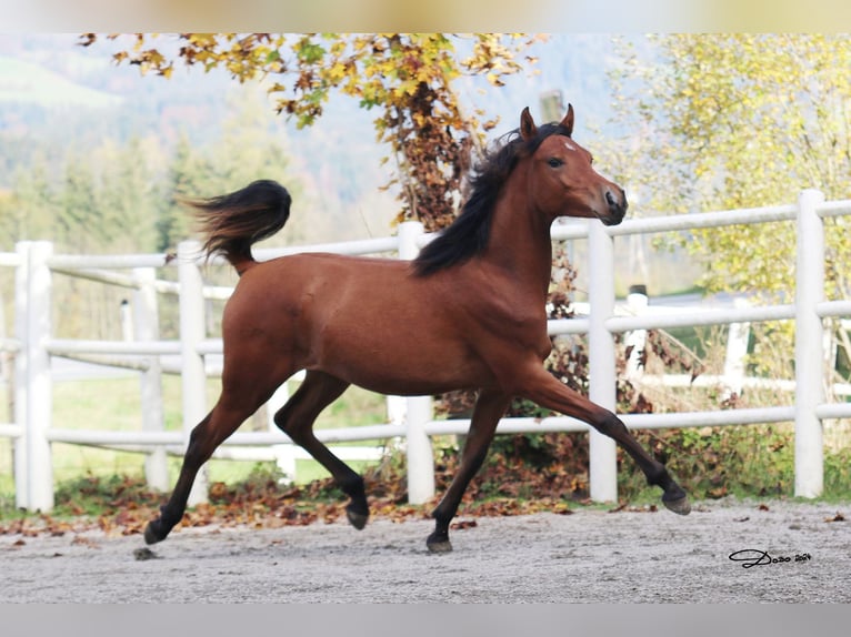 Arabian horses Mare 2 years 13,3 hh Brown in S&#xF6;ll