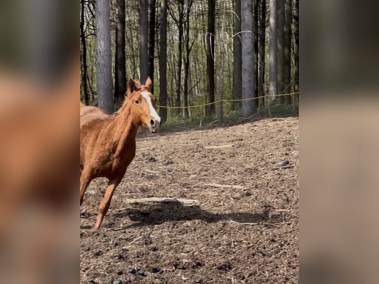 Arabian horses Mare 2 years 13.3 hh Chestnut-Red in Durango