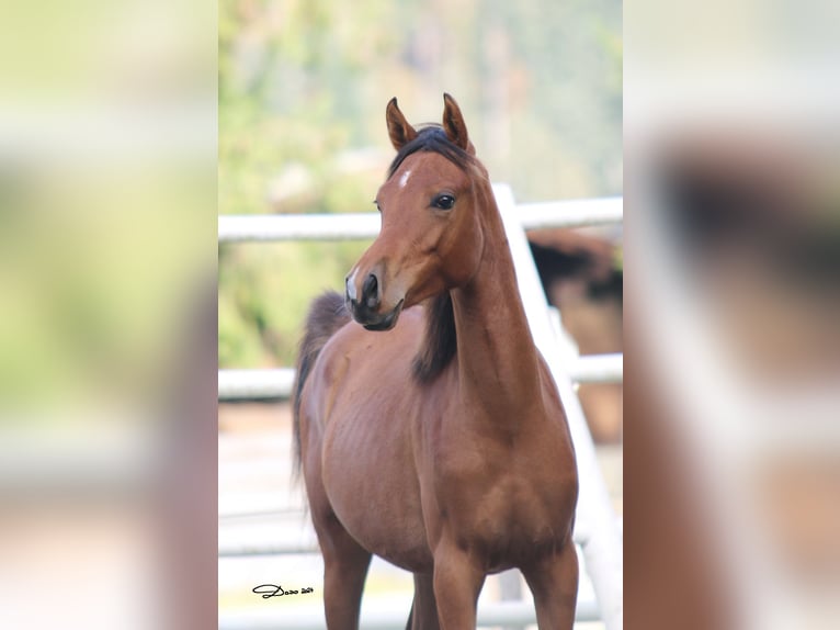 Arabian horses Mare 2 years 14,1 hh Brown in S&#xF6;ll