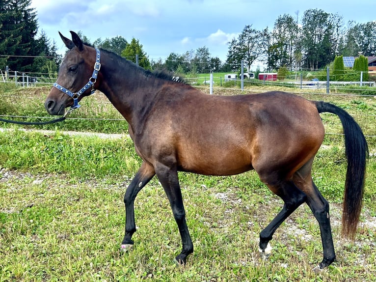 Arabian horses Mare 2 years 14,2 hh Bay-Dark in Dietmannsried