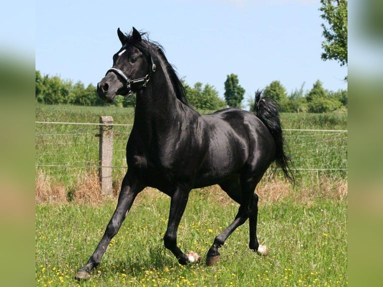 Arabian horses Mare 2 years 14,2 hh Black in Obertaufkirchen