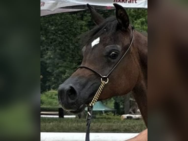 Arabian horses Mare 2 years 14,2 hh Brown in Hinterstoder