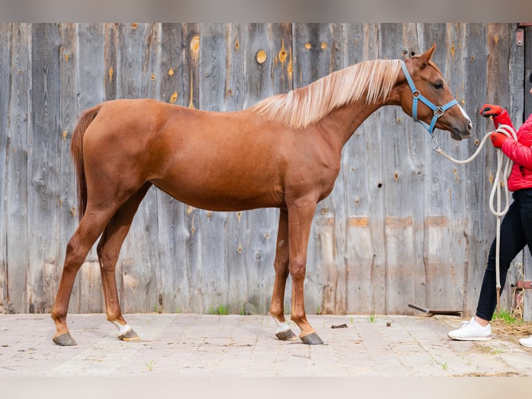 Arabian horses Mare 2 years 14,2 hh Chestnut-Red in Cyców