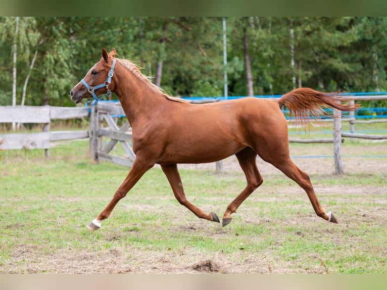 Arabian horses Mare 2 years 14,2 hh Chestnut-Red in Cyców